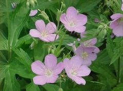 Wild Geranium