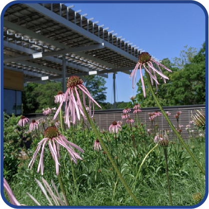Flowers blooming on Kendeda's rooftop