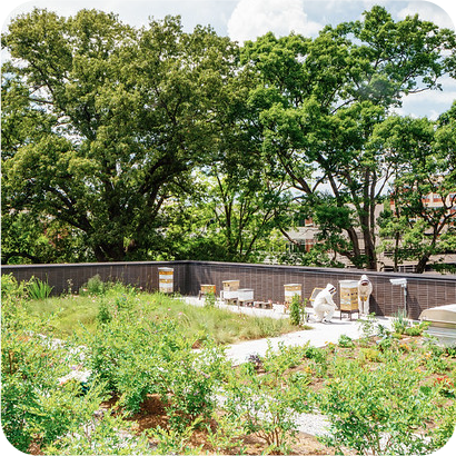 Beekeepers on Kendeda's roof