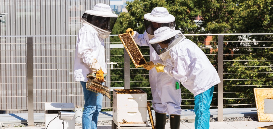 Rooftop Pollinators