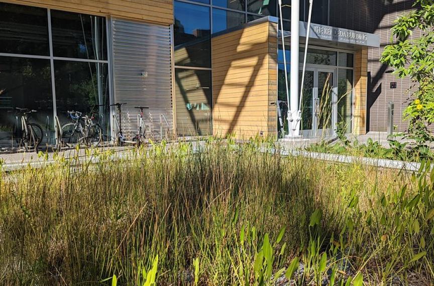 Image of the constructed wetland outside of The Kendeda Building entrance