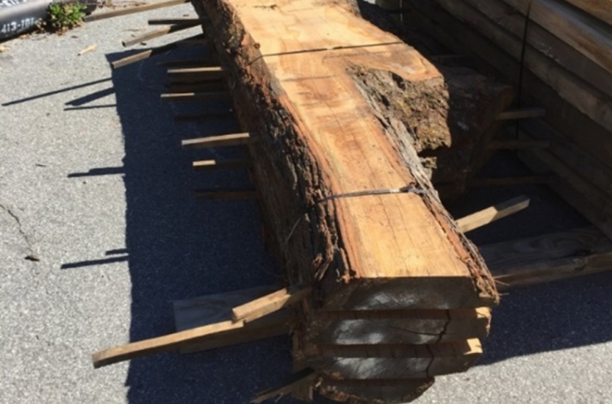Georgia Tech preserved storm-fallen trees.